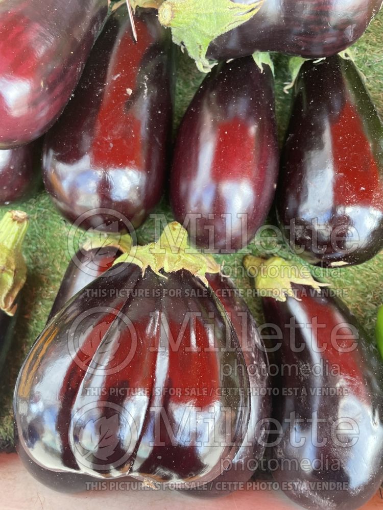 Solanum Shakira (eggplant) 1  