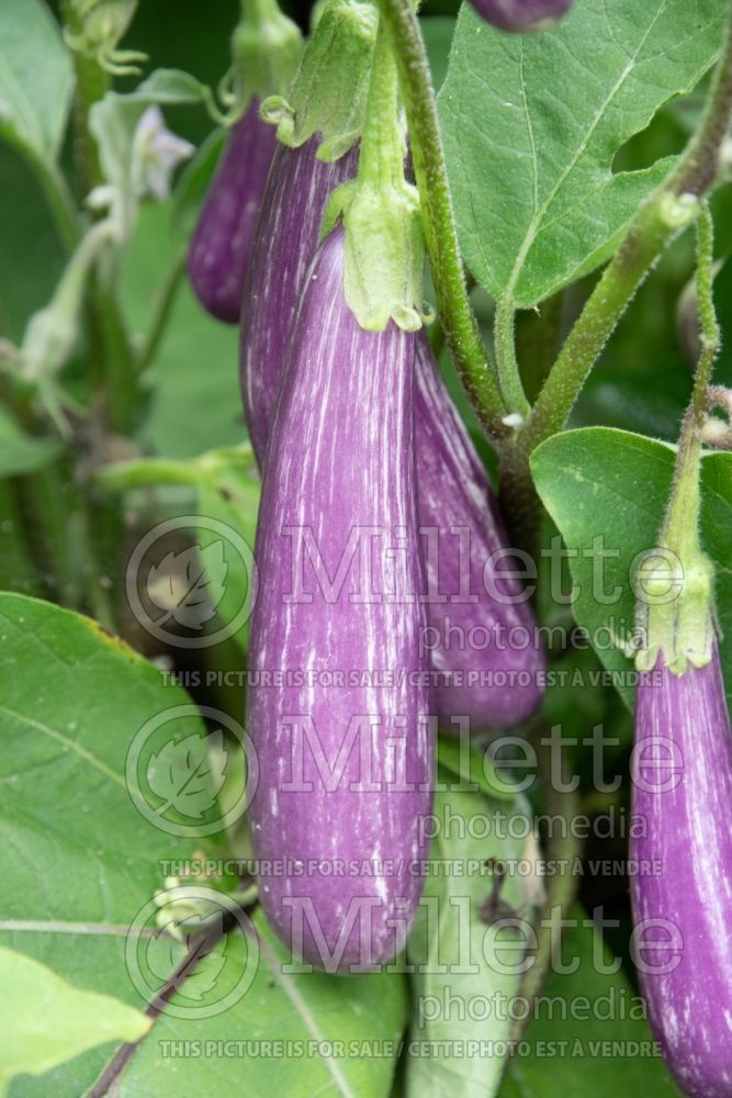 Solanum Striped (Eggplant vegetable) 1