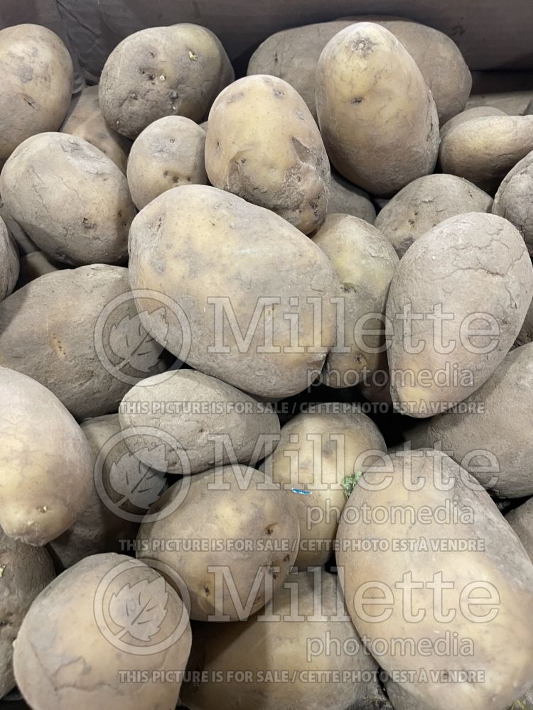 Solanum Bintje (Potato vegetable – pomme de terre) 1  