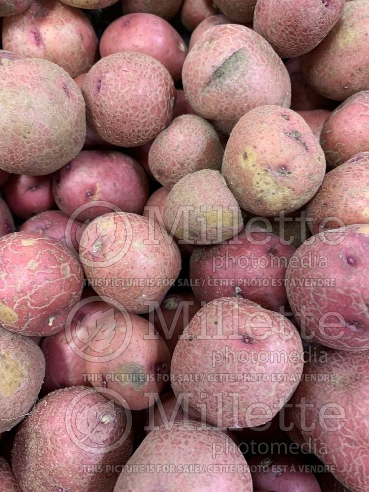 Solanum tuberosum Red Creamer (Potato vegetable – pomme de terre) 1  