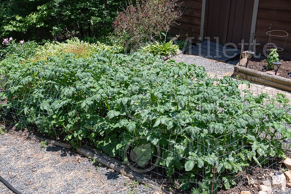 Solanum Red Pontiac (Potato vegetable – pomme de terre) 1  