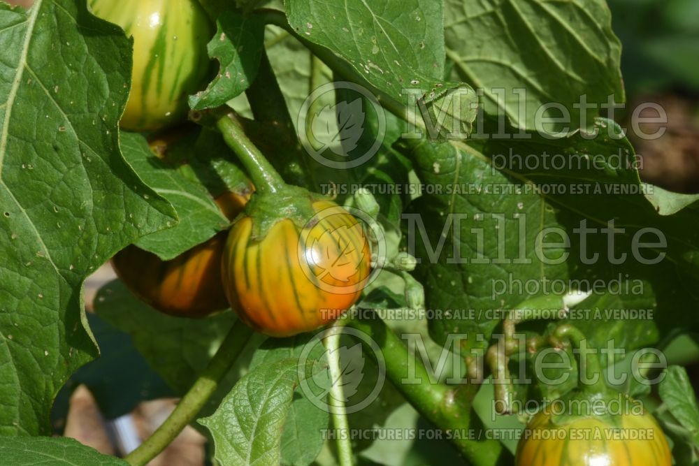 Solanum Turkish Orange (Ethiopian Eggplant vegetable - aubergine) 1  
