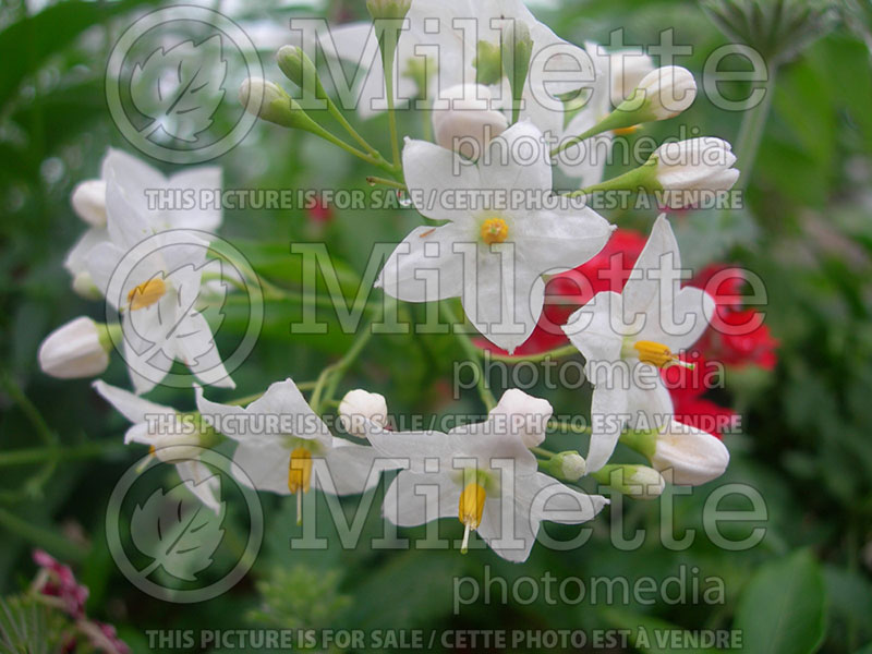 Solanum jasminoides (White potato vine) 1  