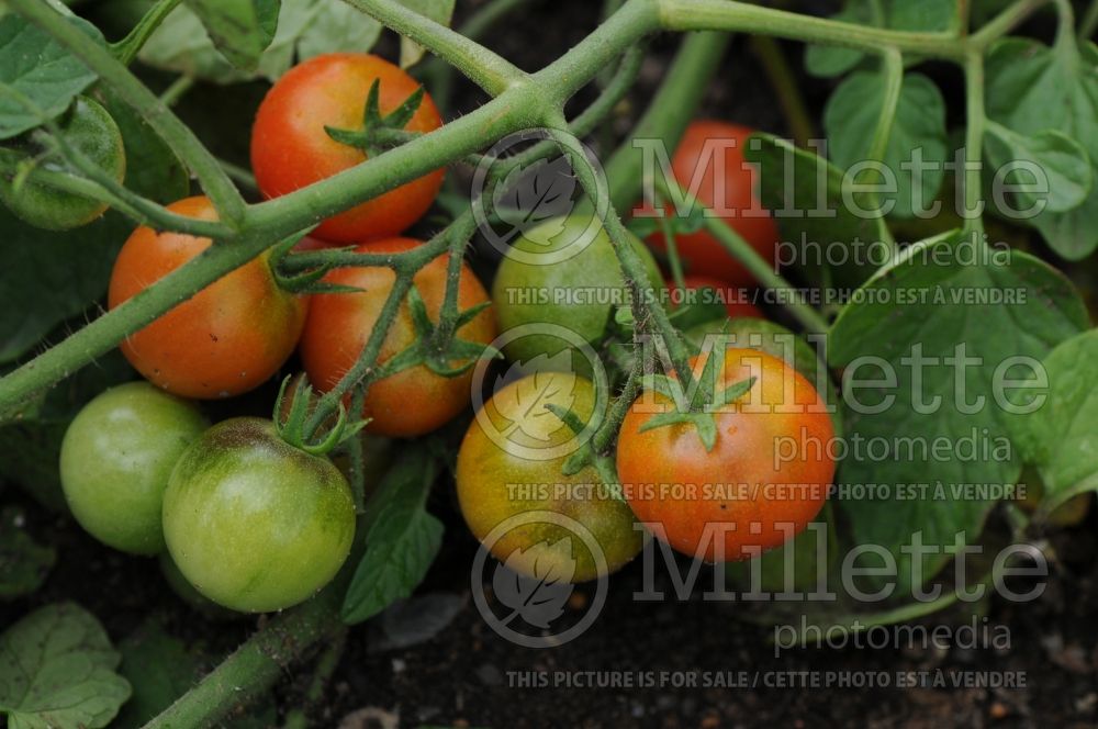 Solanum Lizzano (Tomato vegetable - tomate) 1 