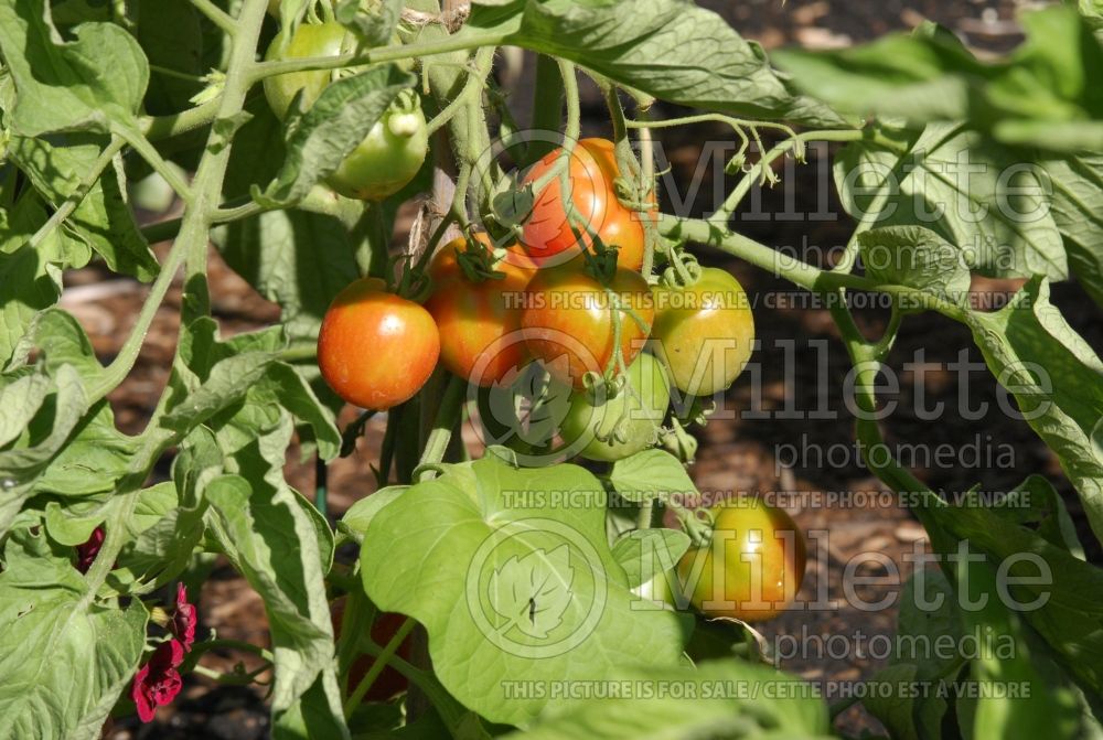 Solanum Stupice (Tomato vegetable - tomate) 2  