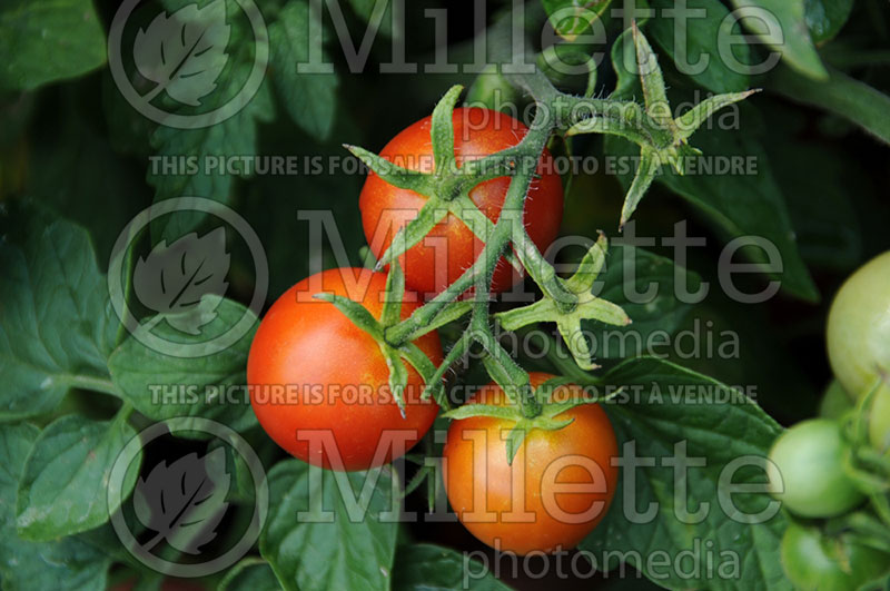 Solanum Alhuelja (Tomato vegetable - tomate) 1  