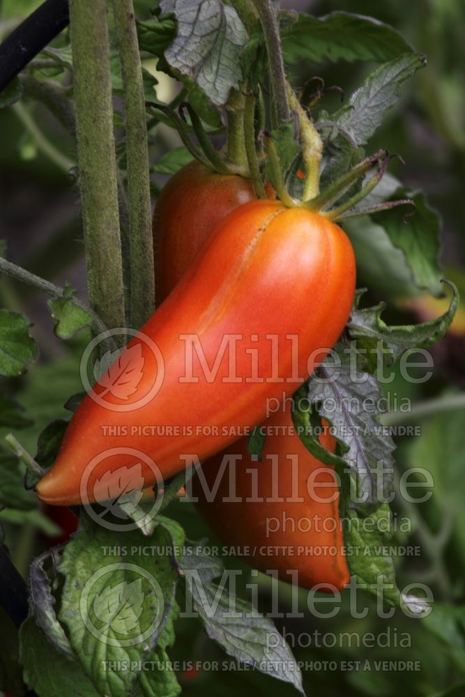 Solanum Andine Cornue aka Cornue des Andes (Tomato vegetable - tomate) 2  