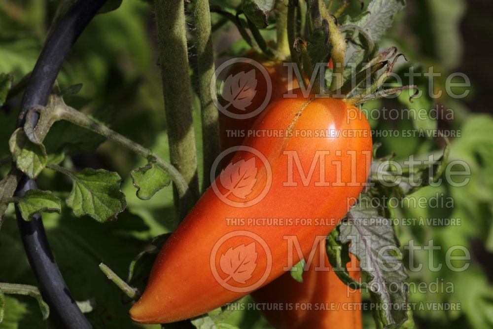 Solanum Andine Cornue aka Cornue des Andes (Tomato vegetable - tomate) 3  