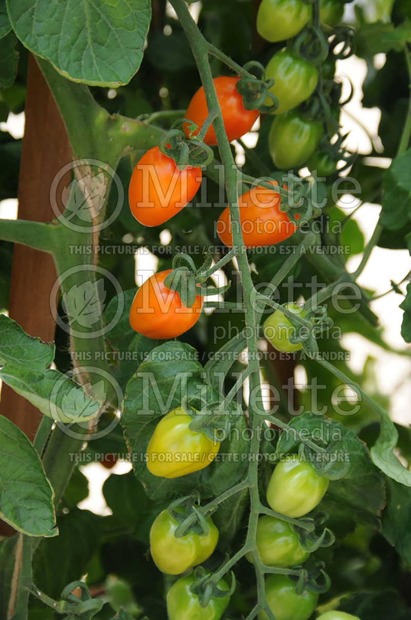 Solanum Apricot Dream (Tomato vegetable - tomate) 1  