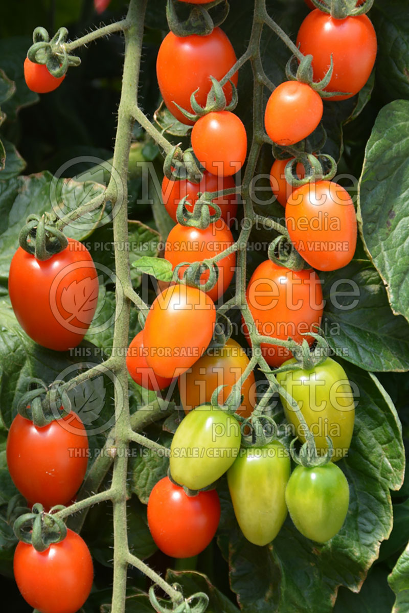 Solanum Apricot Dream (Tomato vegetable - tomate) 3  