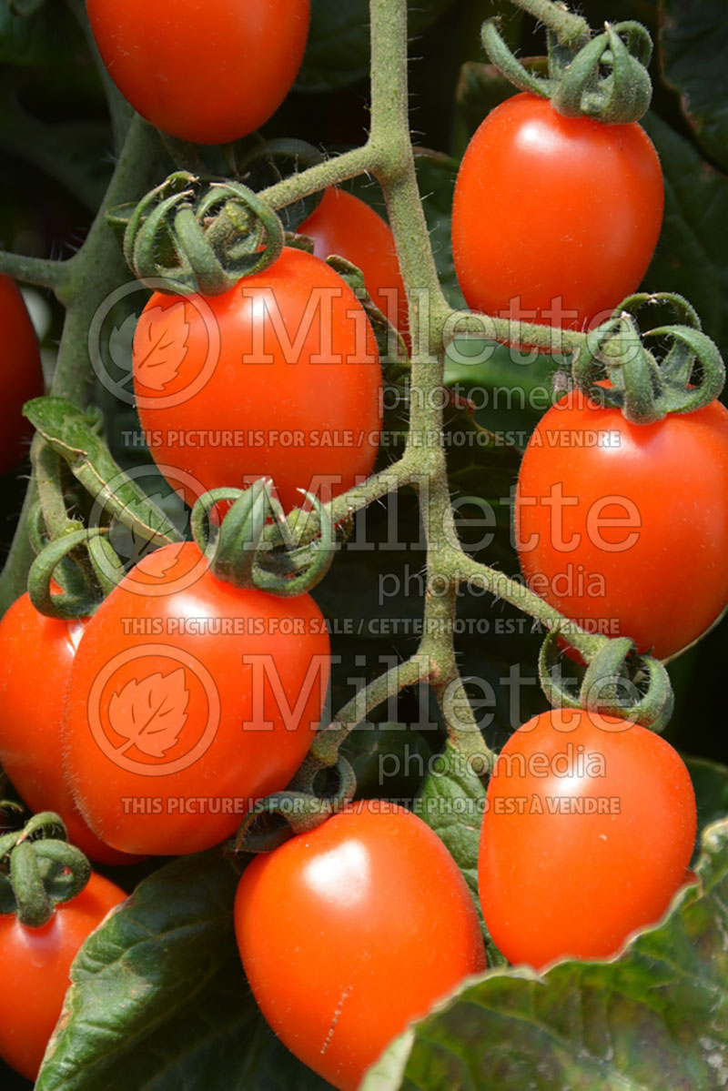 Solanum Apricot Dream (Tomato vegetable - tomate) 2  