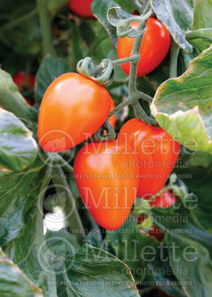 Solanum Apricot Dream (Tomato vegetable - tomate) 5  