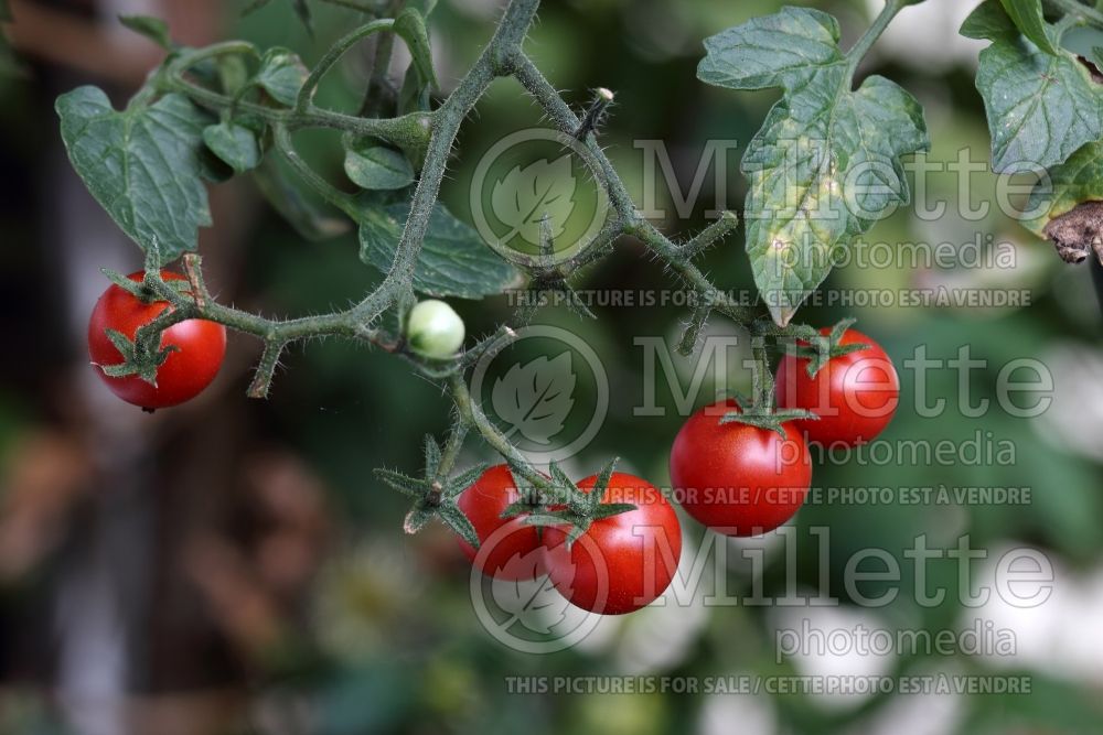 Solanum Baby Boomer (Tomato vegetable - tomate) 3  