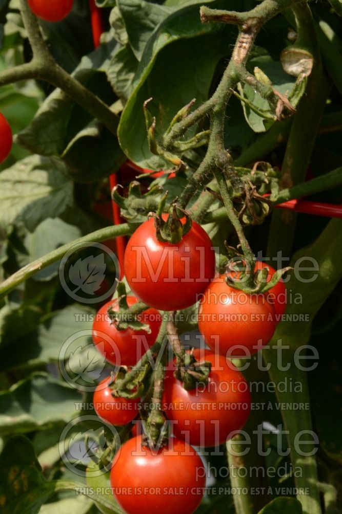 Solanum Baby Boomer (Tomato vegetable - tomate) 1  