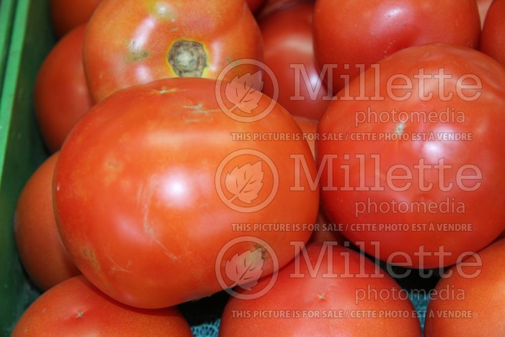 Solanum Beefsteak (Tomato vegetable - tomate) 1  