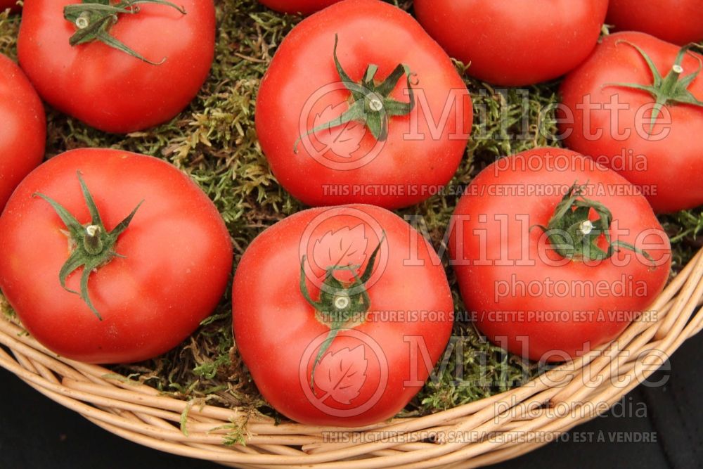 Solanum Beefsteak (Tomato vegetable - tomate) 2  