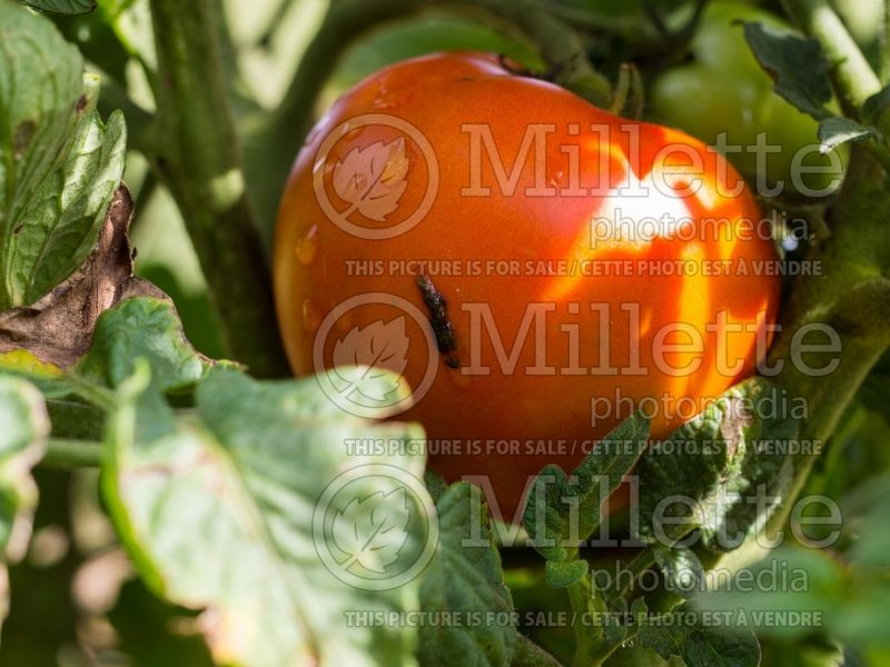 Solanum Better Bush (Tomato vegetable - tomate) 1  