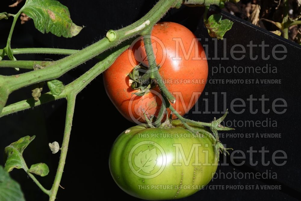 Solanum Big Beef (Tomato vegetable - tomate) 4  