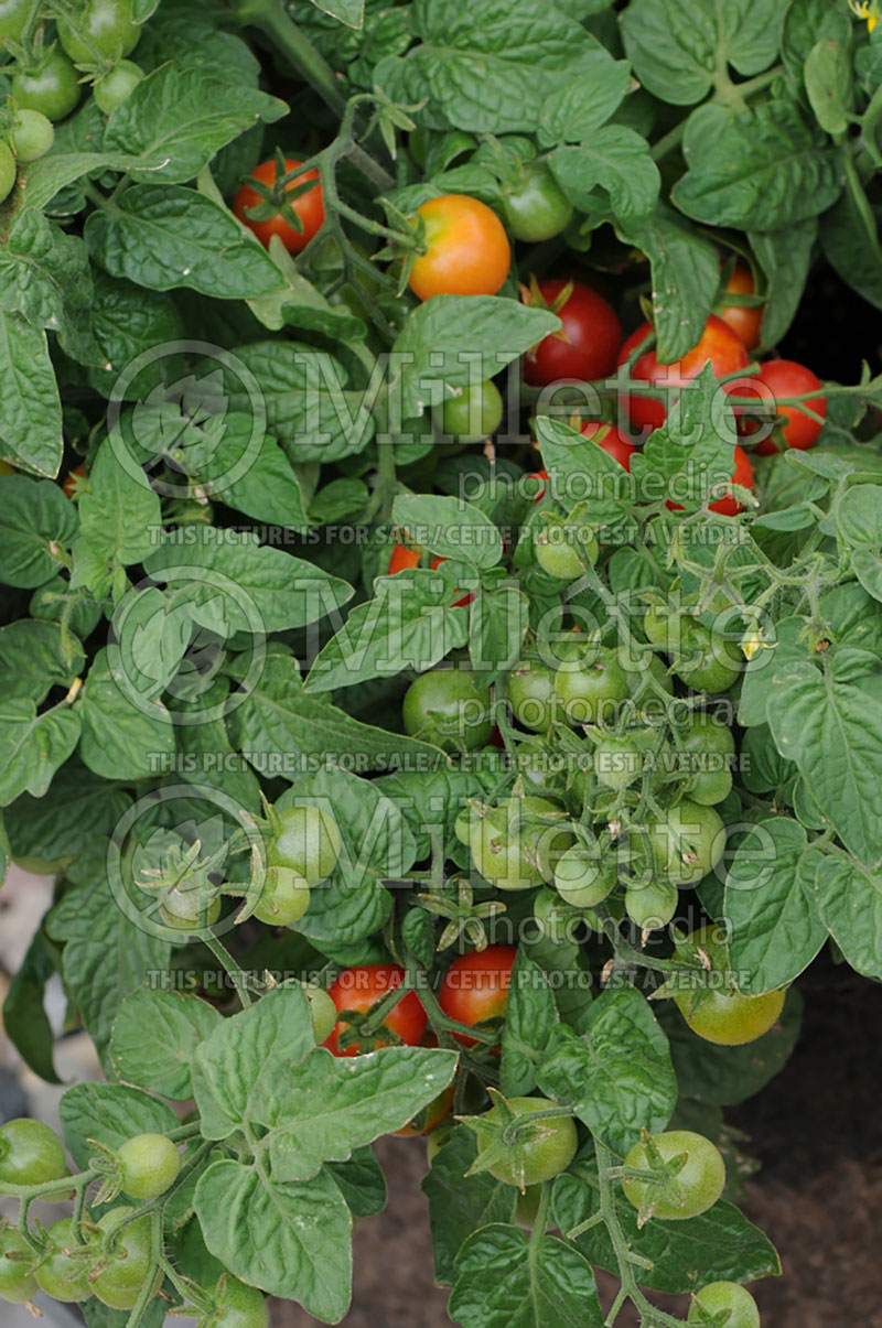 Solanum Bitonto (Tomato vegetable - tomate) 2 