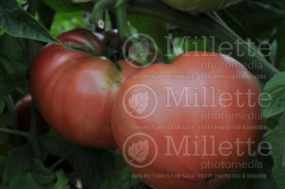 Solanum Brandywine (Tomato vegetable - tomate) 2  