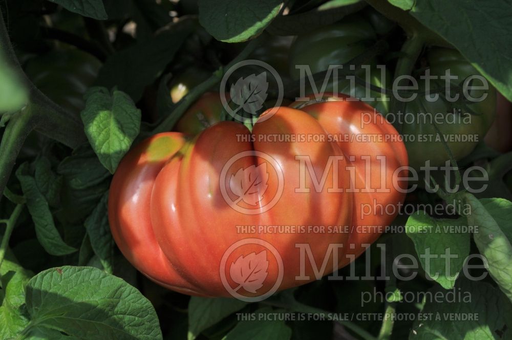 Solanum Brandywine (Tomato vegetable - tomate) 1  