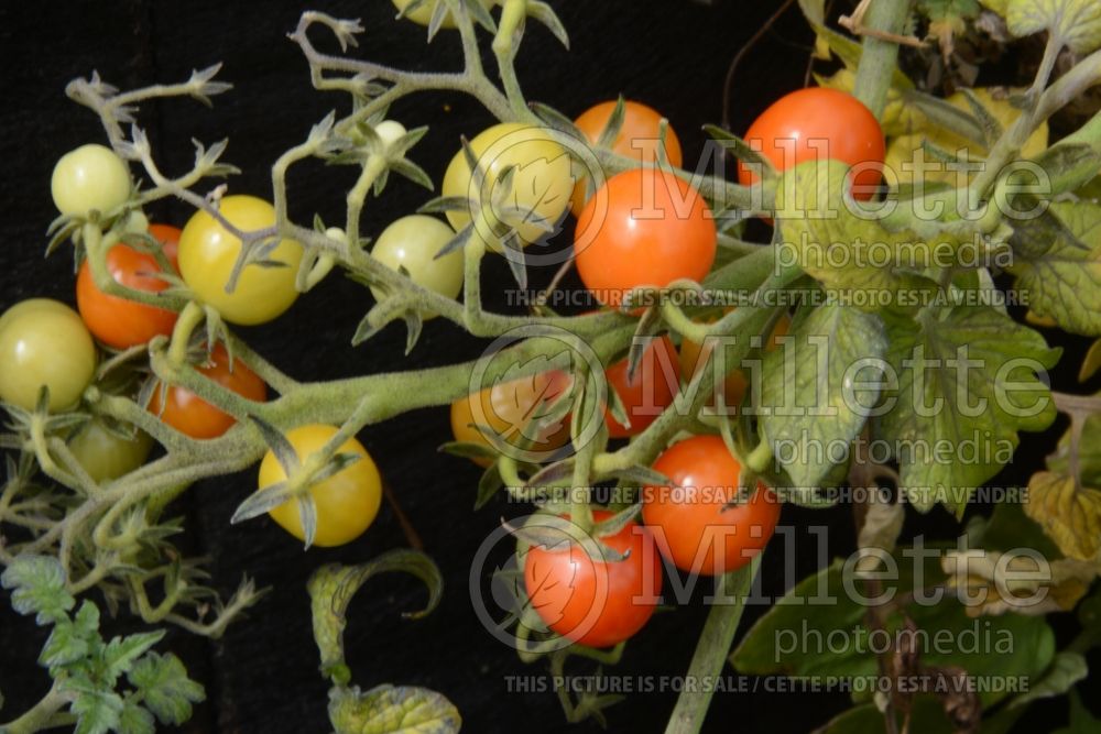 Solanum Candyland Red (Tomato vegetable - tomate) 2  