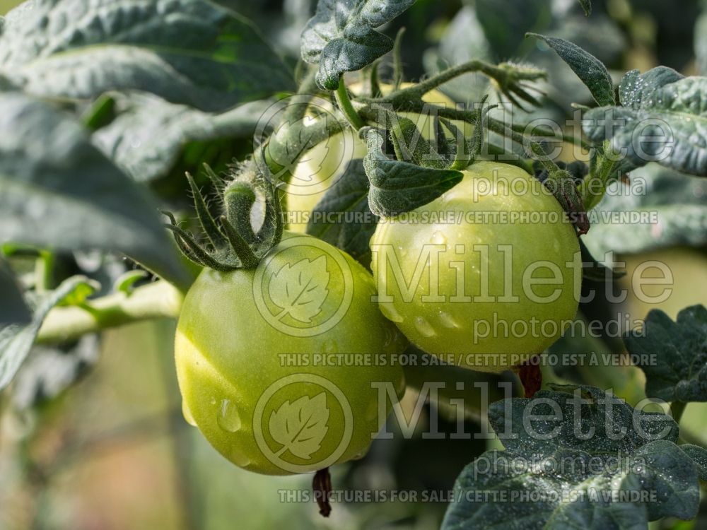 Solanum Celebrity (Tomato vegetable - tomate) 3  