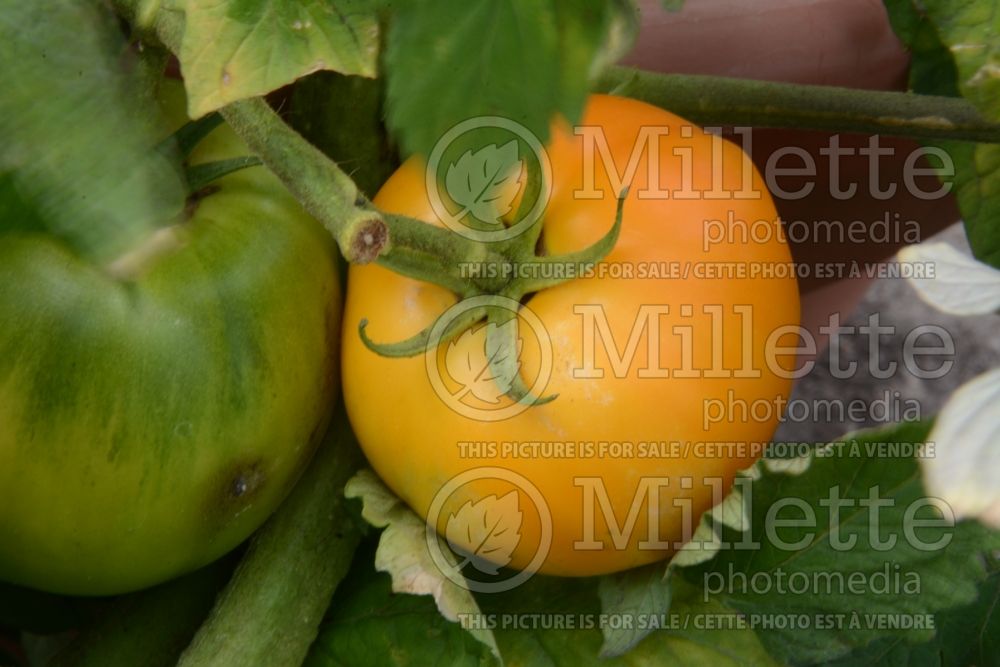 Solanum Chef’s Choice Orange (Tomato vegetable - tomate) 1  