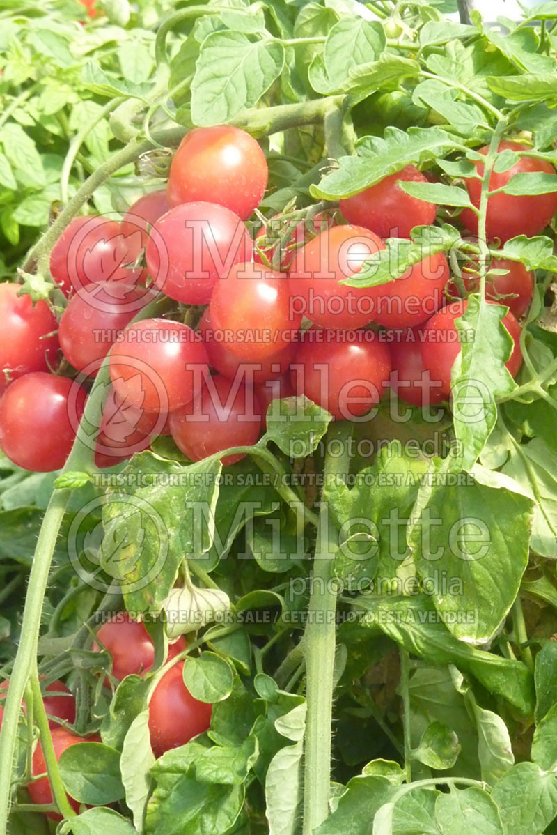 Solanum Cherry Falls (Tomato vegetable - tomate) 2