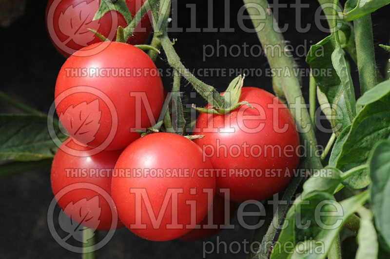 Solanum Cherry Falls (Tomato vegetable - tomate) 6