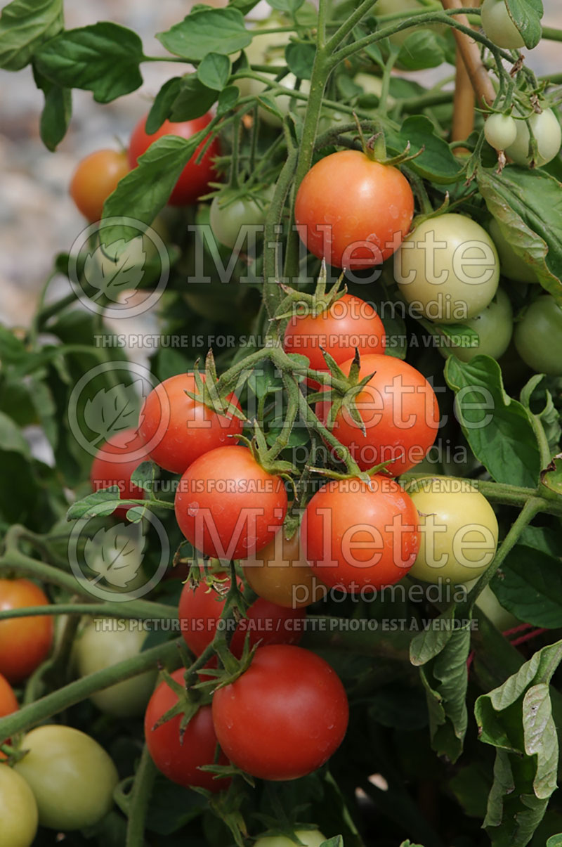 Solanum Cherry Falls (Tomato vegetable - tomate) 1  