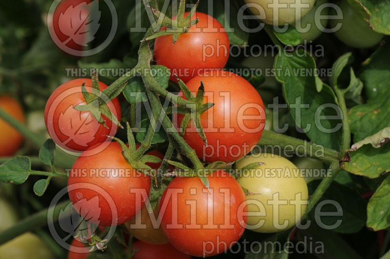 Solanum Cherry Falls (Tomato vegetable - tomate) 7  