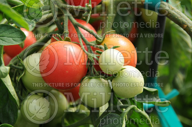 Solanum Cherry Falls (Tomato vegetable - tomate) 3  