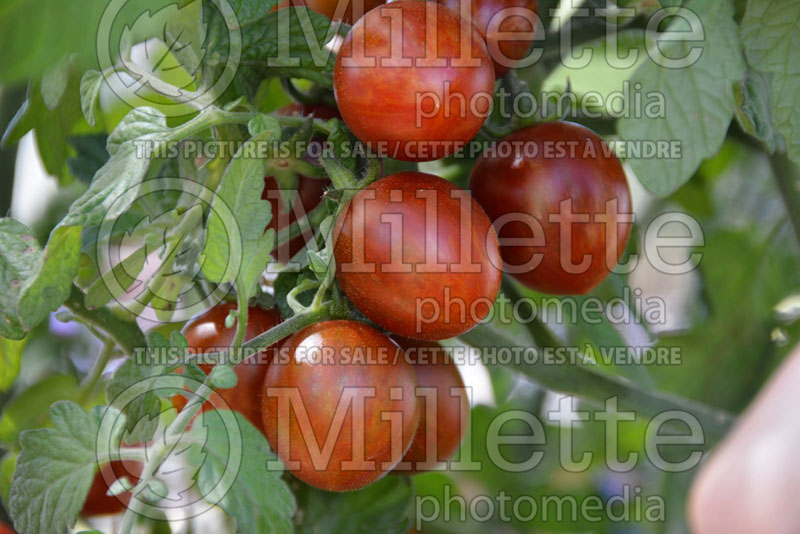 Solanum Chocolate Sprinkles (Tomato vegetable - tomate) 2  