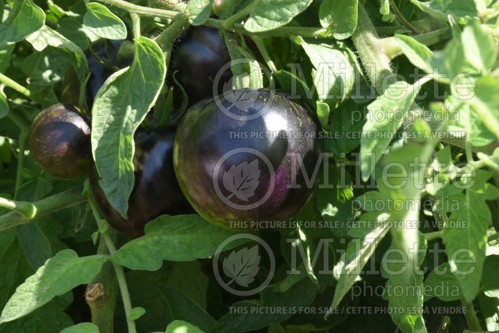 Solanum Cosmic Eclipse (Tomato vegetable - tomate) 1