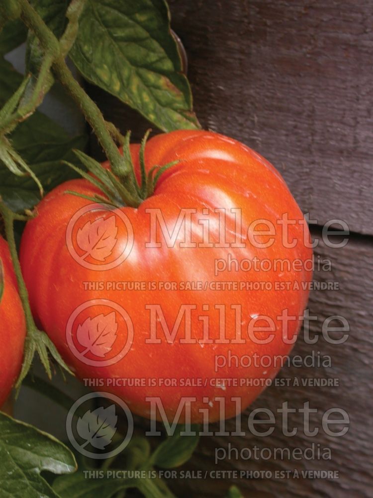 Solanum Cuore De Toro (Tomato vegetable - tomate) 1  