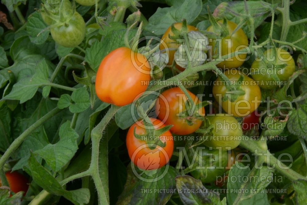 Solanum Fantastico (Tomato vegetable - tomate) 2  