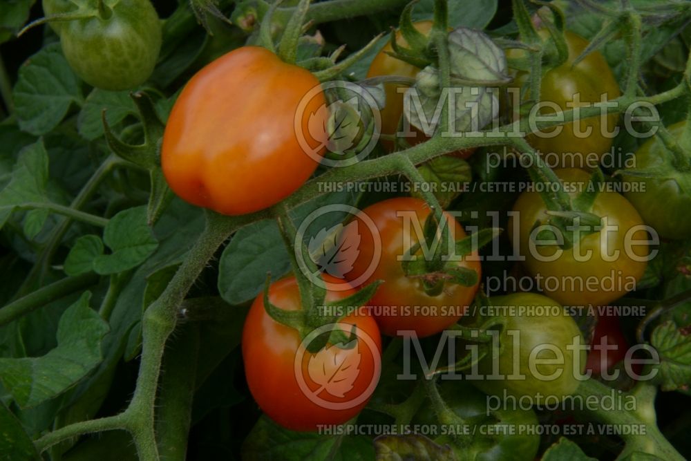 Solanum Fantastico (Tomato vegetable - tomate) 1  