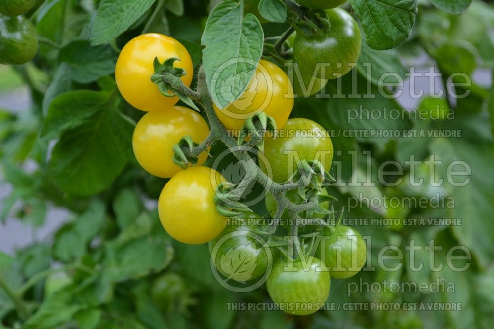 Solanum Galina aka Galina's (Tomato vegetable - tomate) 1  