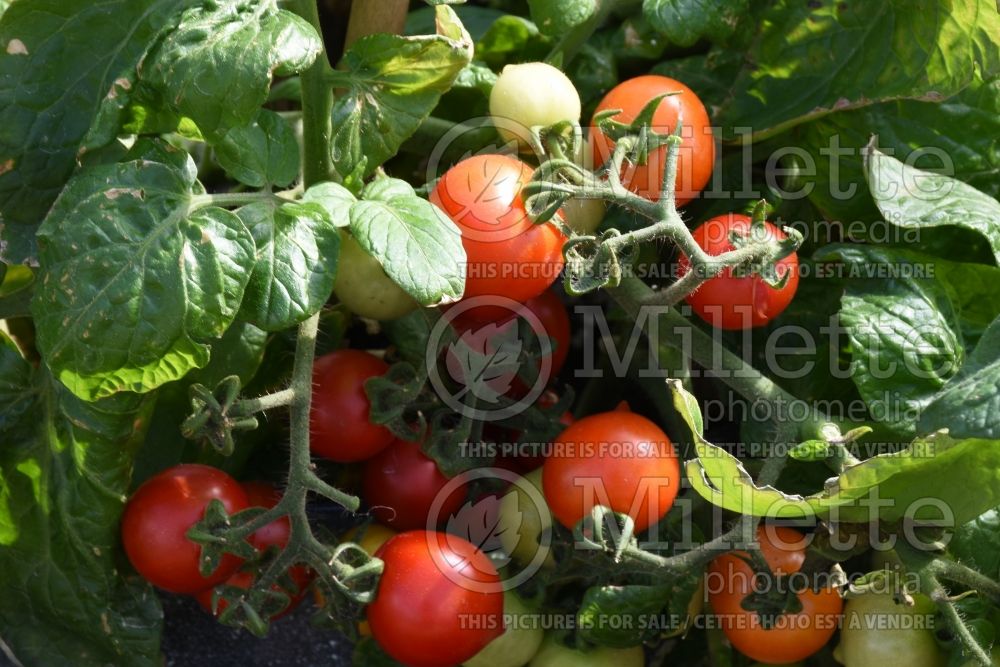 Solanum Goodhearted (Tomato vegetable - tomate) 1