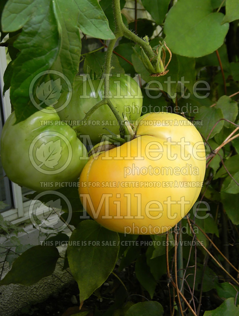 Solanum Great White (Tomato vegetable - tomate) 1  