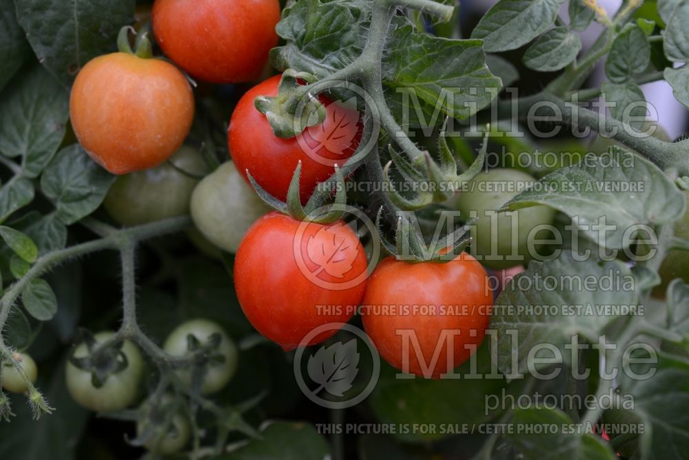 Solanum Heartbreaker Dora (Tomato vegetable - tomate) 1  