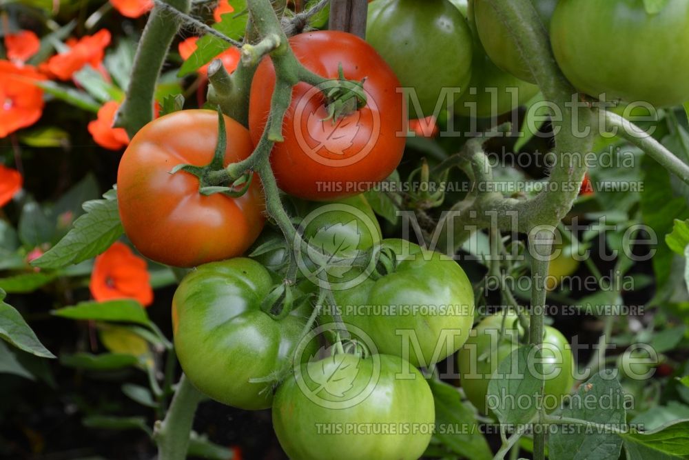 Solanum Iberville (Tomato vegetable - tomate) 1  