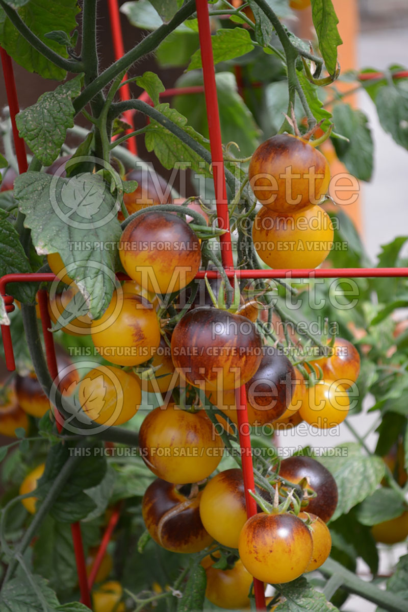 Solanum Indigo Fireball (Tomato vegetable - tomate) 1  