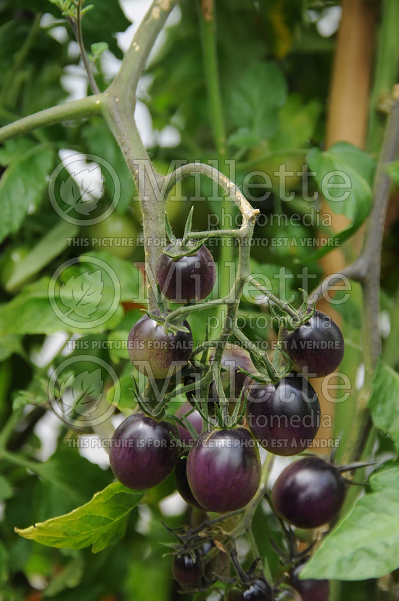 Solanum Indigo Kumquat (Tomato vegetable - tomate) 1  