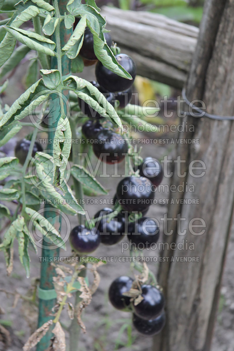 Solanum Indigo Rose (Tomato vegetable - tomate) 2  