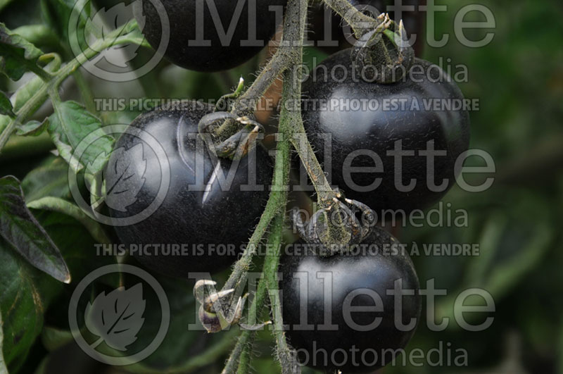 Solanum Indigo Rose (Tomato vegetable - tomate) 1  