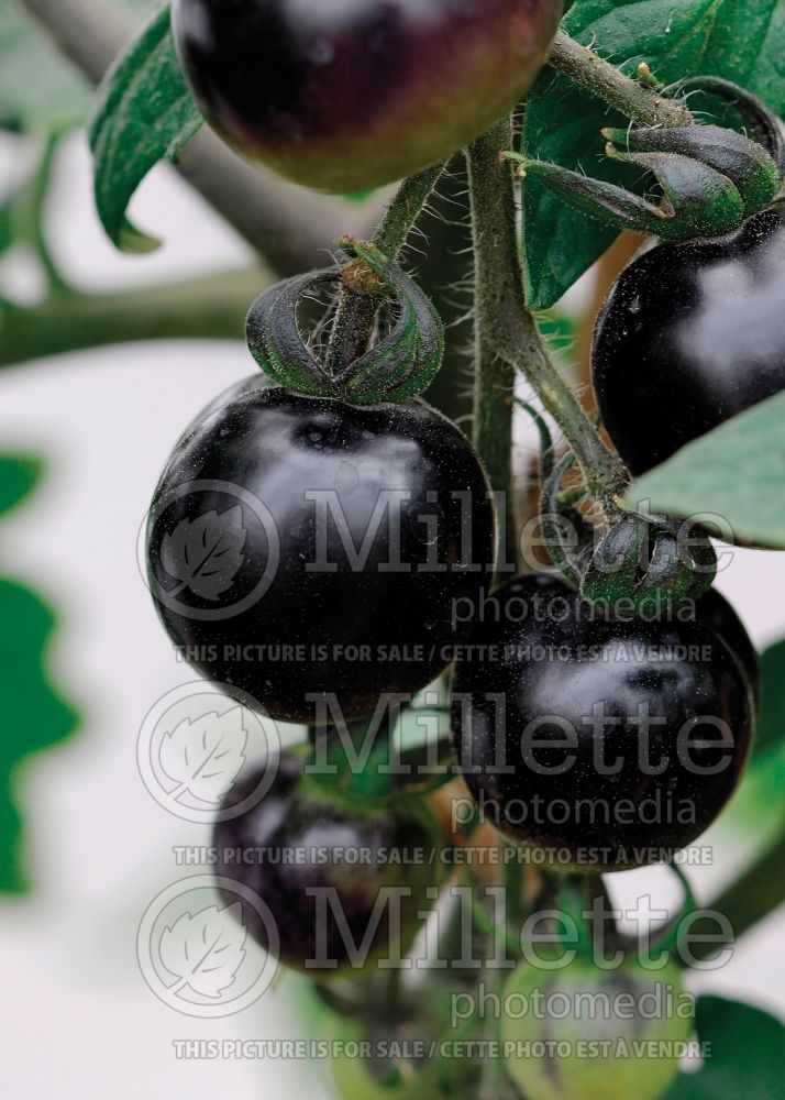 Solanum Indigo Rose (Tomato vegetable - tomate) 4  