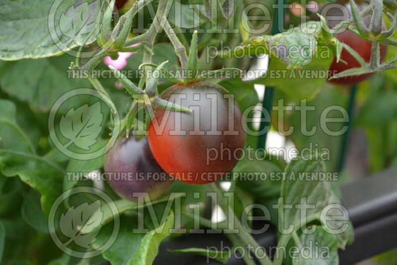 Solanum Indigo Ruby (Tomato vegetable - tomate) 1  