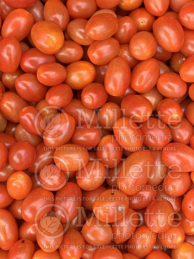 Solanum lycopersicum (Tomato vegetable - tomate) 1